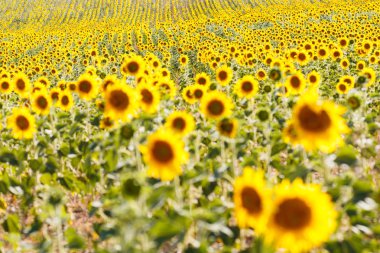 Ayçiçeği alanları provence