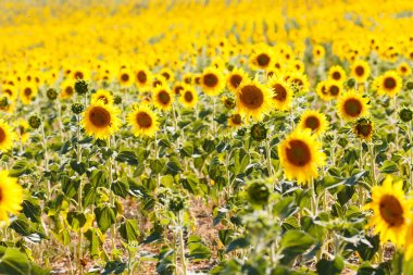 Ayçiçeği alanları provence