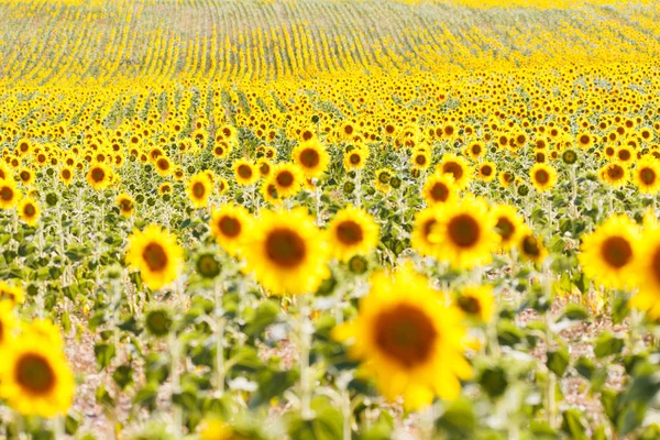 Ayçiçeği alanları provence