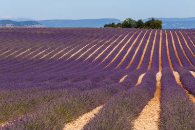 Lavanta alanları, valensole, provence, Fransa, lavanta çiçekleri