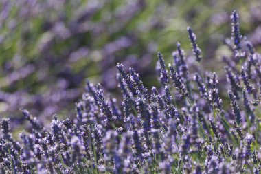 Lavanta alanları, valensole, provence, Fransa, lavanta çiçekleri
