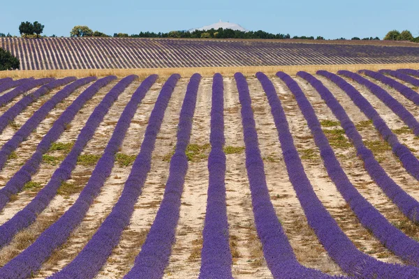 Campos de lavanda, valensole, provence, francia, flores de lavanda —  Fotos de Stock