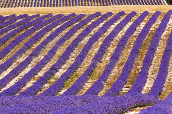 Campos de lavanda, valensole, provence, francia, flores de lavanda —  Fotos de Stock