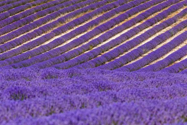 Pól lawendy, valensole, Prowansja, Francja, kwiaty lawendy — Zdjęcie stockowe