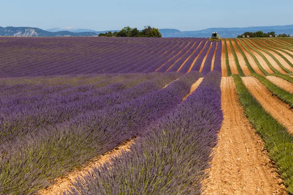 Campos de lavanda, valensole, provence, francia, flores de lavanda —  Fotos de Stock