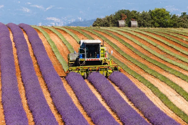Lavanta alanları, valensole, provence, Fransa, lavanta çiçekleri