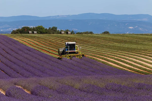 Campos de lavanda, valensole, provence, francia, flores de lavanda — Foto de Stock