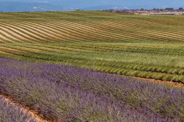Campos de lavanda, valensole, provence, francia, flores de lavanda — Foto de Stock