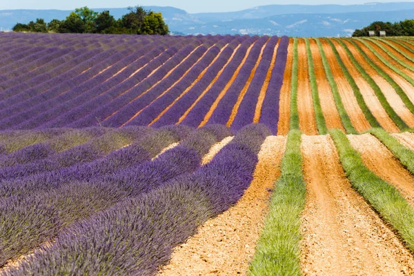 Campos de lavanda, valensole, provence, francia, flores de lavanda —  Fotos de Stock