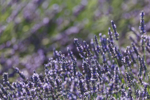 Lavanta alanları, valensole, provence, Fransa, lavanta çiçekleri
