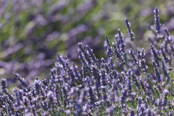 Lavanta alanları, valensole, provence, Fransa, lavanta çiçekleri