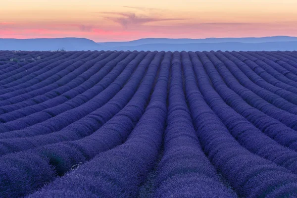 Campos de lavanda, valensole, provence, francia, flores de lavanda —  Fotos de Stock