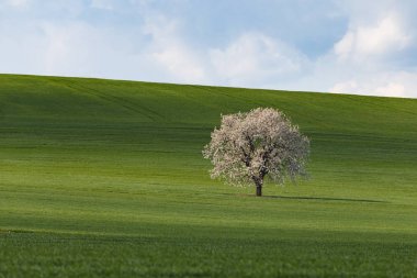 South Moravian alanları, Çek Cumhuriyeti alanları, moravia hills
