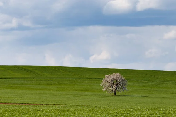 South Moravian velden, velden van Tsjechië, Moravie hills — Stockfoto