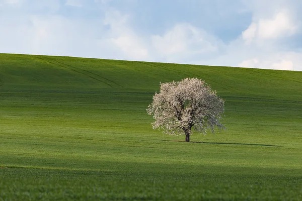 South Moravian velden, velden van Tsjechië, Moravie hills — Stockfoto