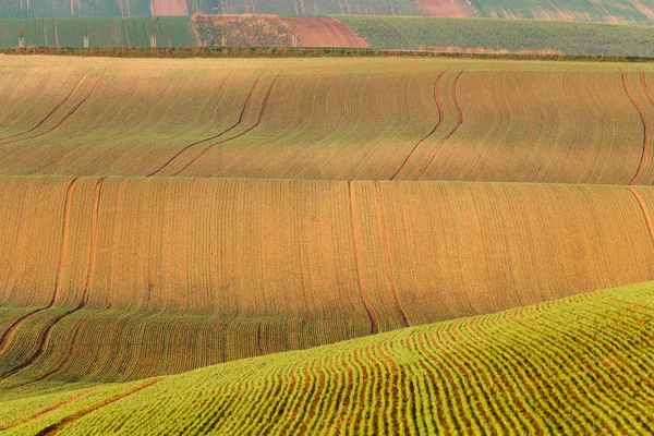 Dél-Morva mezőket, a Cseh Köztársaság területén, a Morva-dombság — Stock Fotó