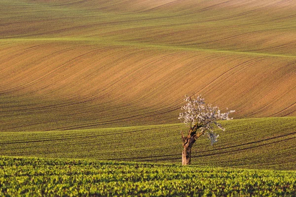 South Moravian velden, velden van Tsjechië, Moravie hills — Stockfoto