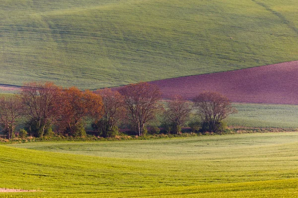 Південної Моравії поля, поля Чехії, Моравії пагорби — стокове фото