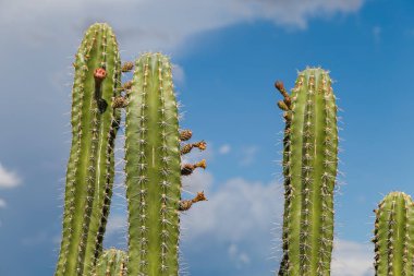 big cactuses in red desert, tatacoa desert, colombia, latin amer clipart