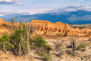 big cactuses in red desert, tatacoa desert, colombia, latin amer clipart