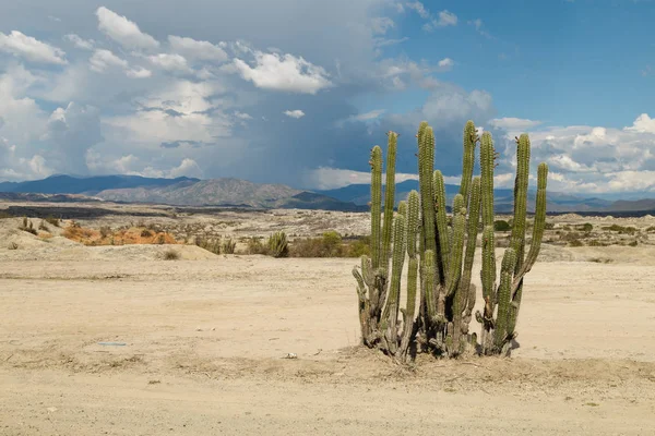 Kırmızı çöl, çöl tatacoa, Kolombiya, latin amer büyük kaktüsler