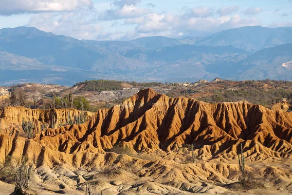 Μεγάλο κάκτους στην κόκκινη έρημο, tatacoa έρημο, Κολομβία, amer Λατινική — Φωτογραφία Αρχείου