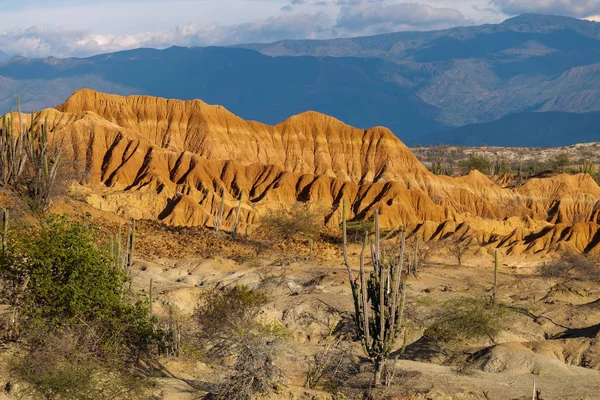 Grandes cactos no deserto vermelho, deserto de tatacoa, colômbia, amer latino — Fotografia de Stock