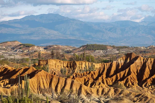 Big cactuses in red desert, tatacoa desert, colombia, latin amer — Stock Photo, Image