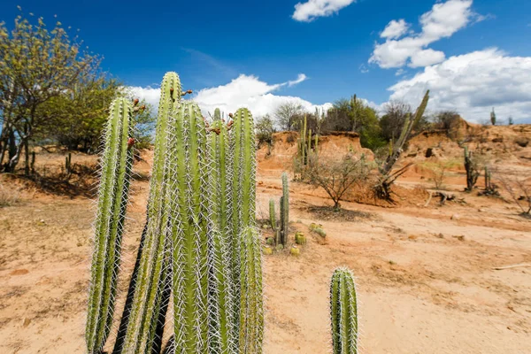 Velké kaktusy v rudá poušť, poušť tatacoa, Kolumbii, Latinská amer Stock Snímky