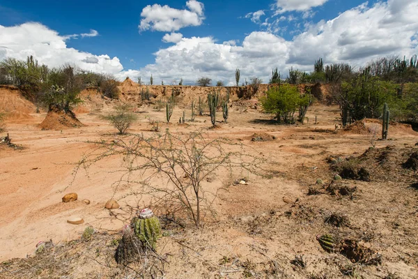 Velké kaktusy v rudá poušť, poušť tatacoa, Kolumbii, Latinská amer Royalty Free Stock Fotografie