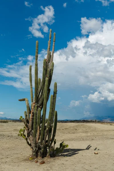 Большие кактусы в красной пустыне, пустыня Татакоа, Колумбия, латинский амер Стоковое Фото