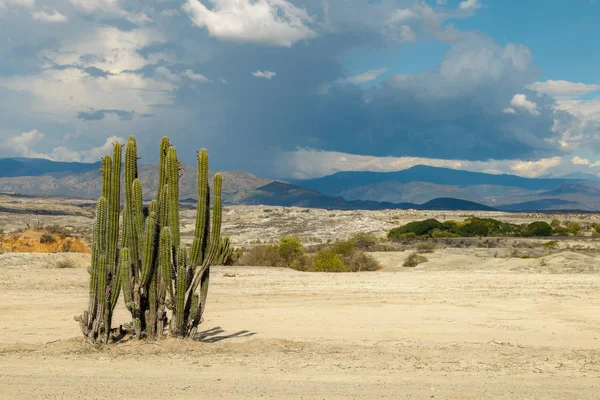 Velké kaktusy v rudá poušť, poušť tatacoa, Kolumbii, Latinská amer Stock Obrázky