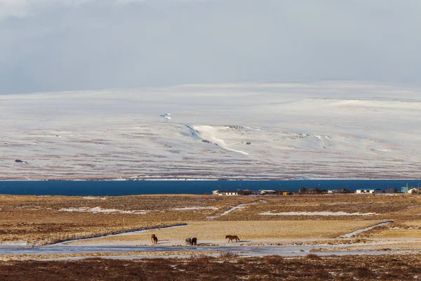 Исландские Лошади Икеландский Пейзаж Зима Исландии Солнечный День Зимой Икеландские — стоковое фото