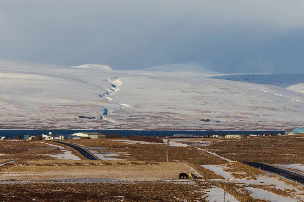 Исландские Лошади Икеландский Пейзаж Зима Исландии Солнечный День Зимой Икеландские — стоковое фото