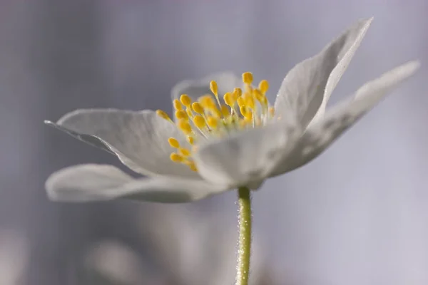 Anemone ดอกไม ในสนาม — ภาพถ่ายสต็อก
