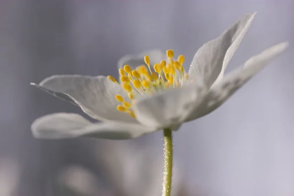 Fleurs Anémone Dans Champ Images De Stock Libres De Droits