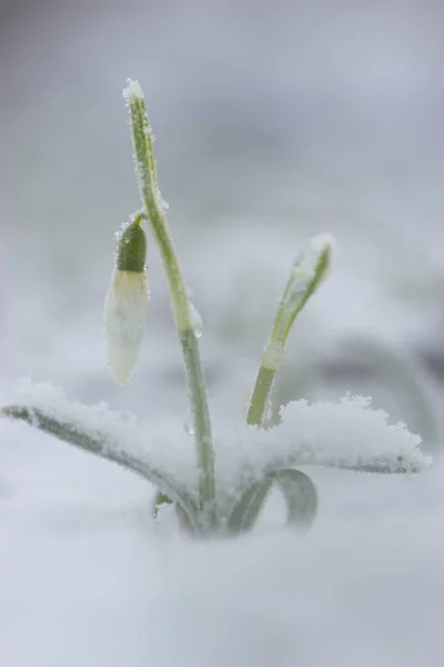 Spring Snowdrop Flower Forrest — Stock Photo, Image