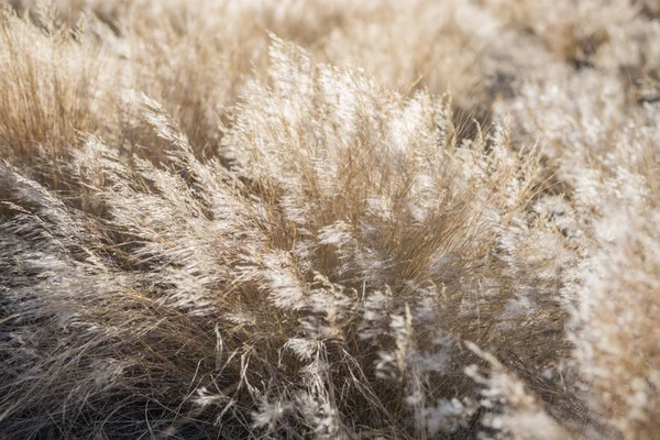 Töve elhalt száraz növények integetett a szél alatt — Stock Fotó