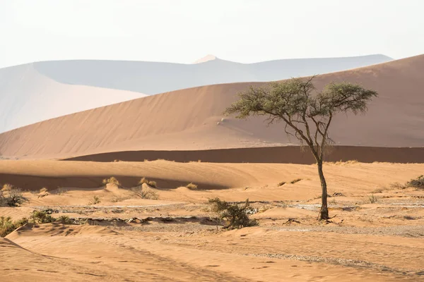 Vista de perto de uma árvore verde solitária e enorme areia dunas namibianas — Fotografia de Stock