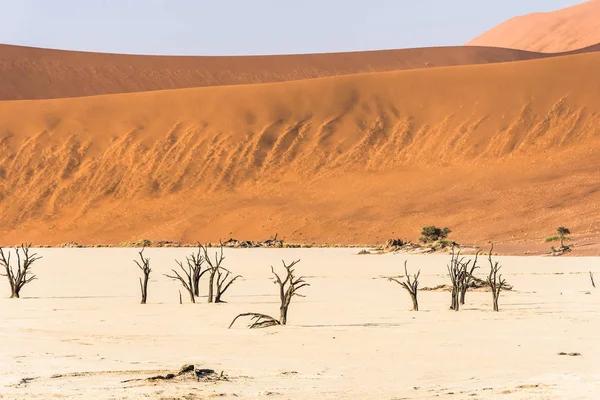 Μακρινό νεκρούς ξηρά δέντρα Deadvlei κοιλάδα στην έρημο Ναμίμπ — Φωτογραφία Αρχείου