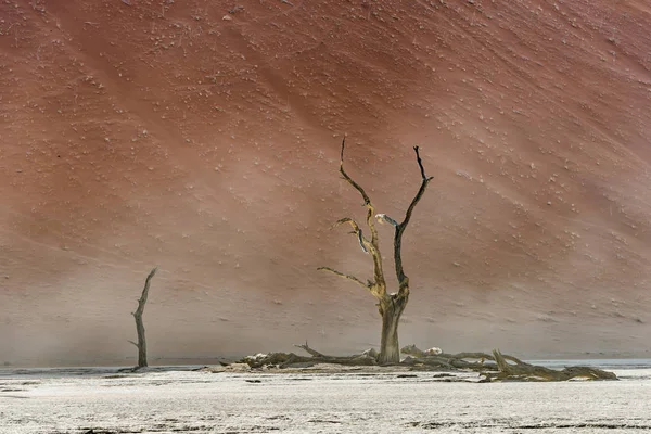 Tote trockene Bäume im abgelegenen Tal an der namib-Wüste — Stockfoto