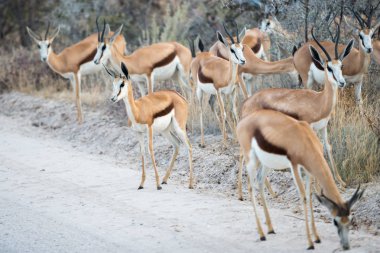 Springbok antilop grup dikkatli bir toprak yol geçiyor