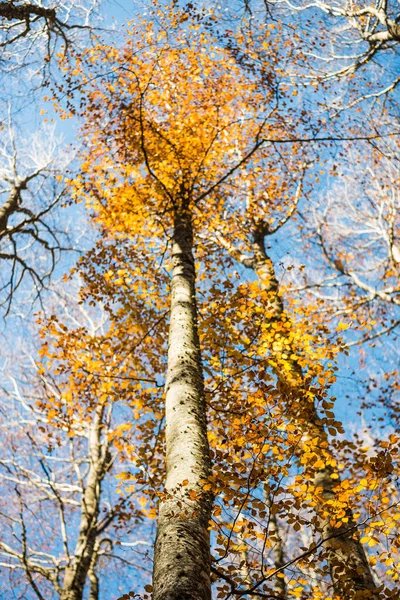 Vertikal fokussierter Buchenstamm und verschwommene bunte Herbstbaumkrone — Stockfoto