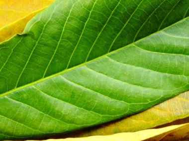 Close up van groene blad achtergrond