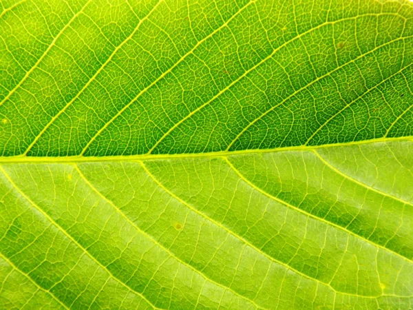 Grüne Blätter Textur natürlicher Hintergrund — Stockfoto