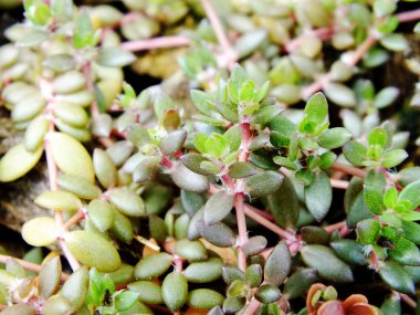 Yeşil doku doğal arka plan ayrılmak