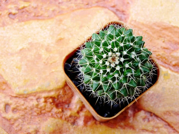 Zátiší přírodní kaktus rostliny s pozadím prostor — Stock fotografie
