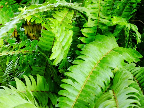 Зеленый лист текстуры натуральный фон — стоковое фото