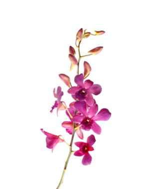 güzel pembe orkide çiçek beyaz arka plan üzerinde izole bud