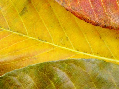 renkli dokular yaprak renkleri yakın